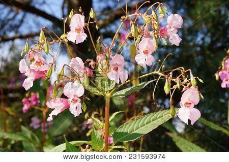 The Orchid Wildflower Lamiaceae Growns Next To Wet Places