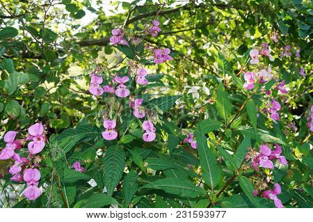 The Orchid Wildflower Lamiaceae Growns Next To Wet Places