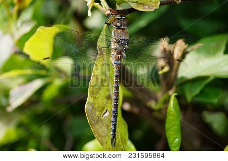 Dragonfly - Coenagrion Pulchellum - Dragonflies Beautiful Insects