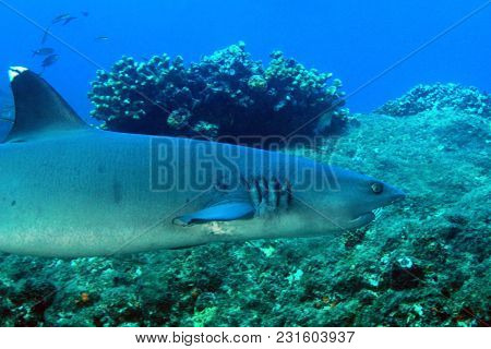 Whitetip Reef Shark (triaenodon Obesus) Swimming Over Reef. Coiba, Panama