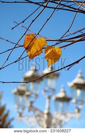 Fragile Twigs With Late Yellow Leaves. Shallow Focus Retro Street Lights Background And Blue Sky. Au