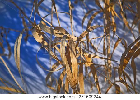 The Stems Of Plants In Winter On A Blurred Background