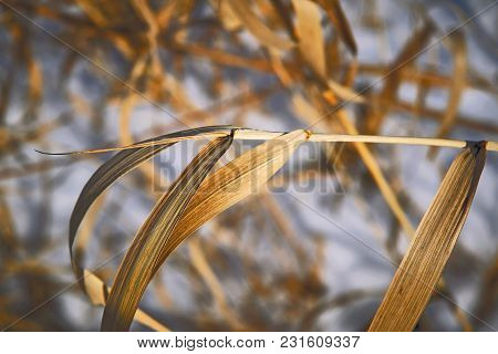 The Stems Of Plants In Winter On A Blurred Background