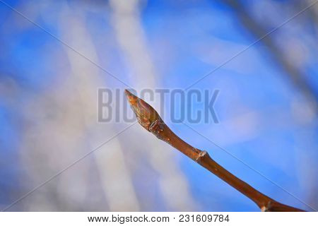 Swelling Buds On A Tree In Early Spring Close-up