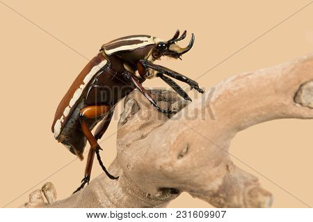Giant Flower Beetle (mecynorrhina Torquata Ugandensis) Climbing Large Root