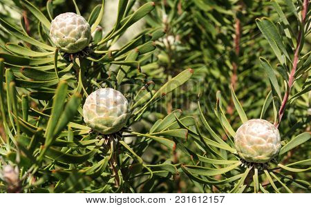 Protea Purple Haze, Leucadendron Galpinii, Is A Small Evergreen Shrub With A Striking Purple Foliage