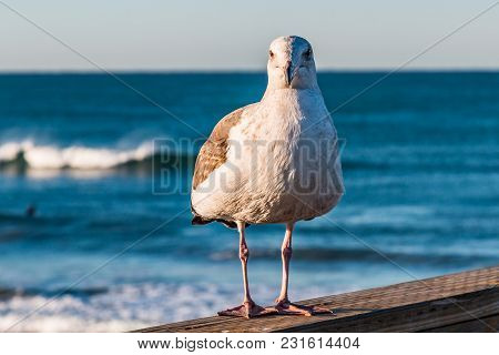 A California Seagull (larus Californicus) Stands On The Oceanside, California Fishing Pier In San Di