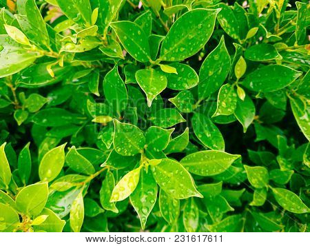 Leaves And Drops Of Water After Rain