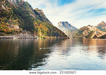 Traunsee Lake In Austrian Alps In Autumn. Swan Floating On The Lake