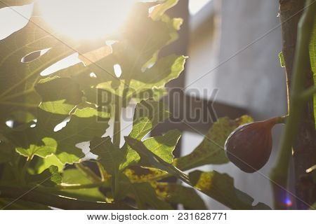 Close Up Of Fig Fruit Get Ripe On The Branch Of A Fig Tree In House