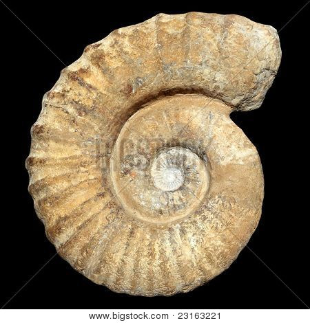 lumaca a spirale fossili di pietra vera antica shell pietrificato isolata su nero [foto-illustrazione]