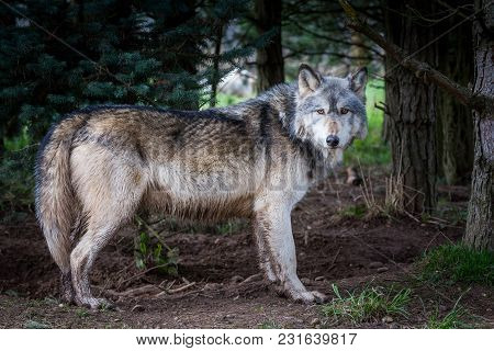 Wolf