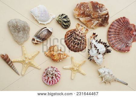Summer And Vacation Concept. Mix Of Shells And Stones Over Ivory Board