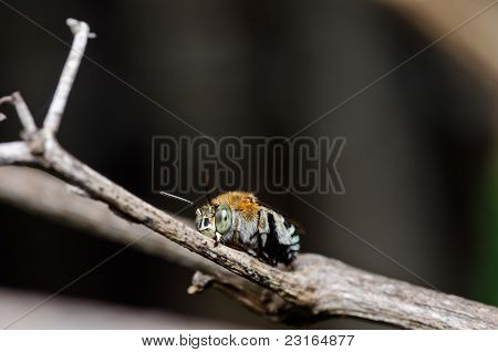 Amegilla Zonata ในธรรมชาติ
