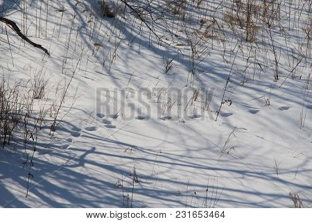 Clear Winter Day In The Forest / Footprints In The Snow / Shadows In The Snow