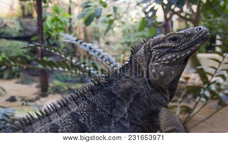 Huge Close Up Adult Iguana Resting In The Zoo's Terrarium. Wild Nature.