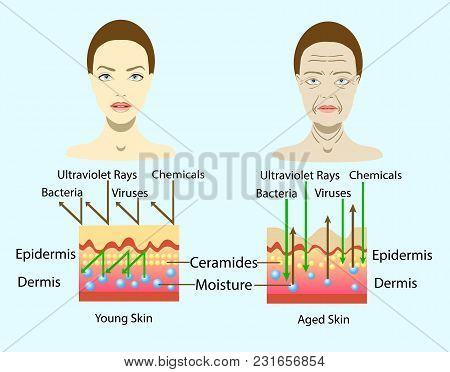 Effect Of Environment On The Skin, Two Types Of Face, Vector Illustration And Diagram For Cosmetolog