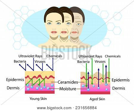 Effect Of Environment On The Skin, Three Types Of Face, Vector Illustration And Diagram For Cosmetol