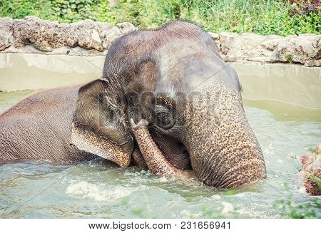 Elephant Taking A Refreshing Dip In The Water. Animal Theme. Funny Photo. Beauty In Nature. Retro Ph