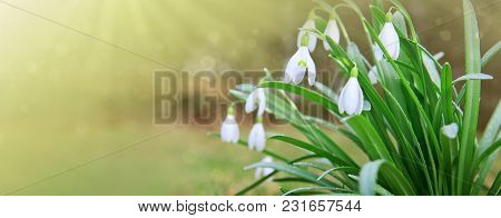 White Small Flowers In Shape Of Drops Under The Bright Sun. Spring Picture.