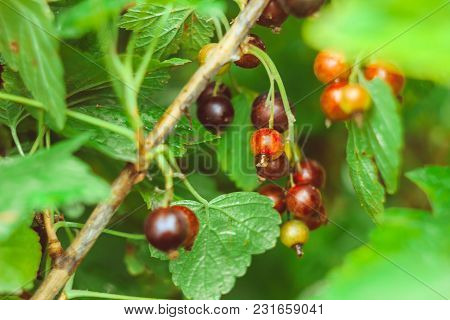 Berries Of Black Currant. Fruiting Bush Of Currant. Shallow Depth Of Field. Focus On Berries