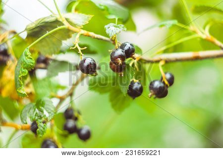 Berries Of Black Currant. Fruiting Bush Of Currant. Shallow Depth Of Field. Focus On Berries