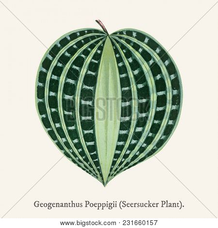 Seersucker Plant (Dichorisandra Undata) found in (1825-1890) New and Rare Beautiful-Leaved Plant.