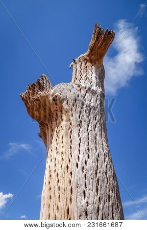 Dry Giant Cactus Detail In The Tilcara Quebrada, Argentina