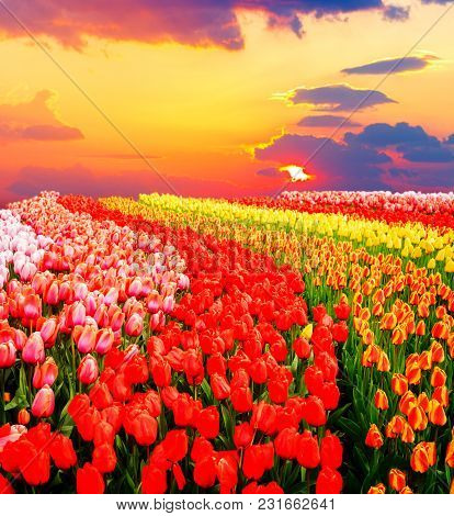 Colorful Growing Red, Pink, Red, Orange Tulips Flowerbed Ubder Sunset Sky