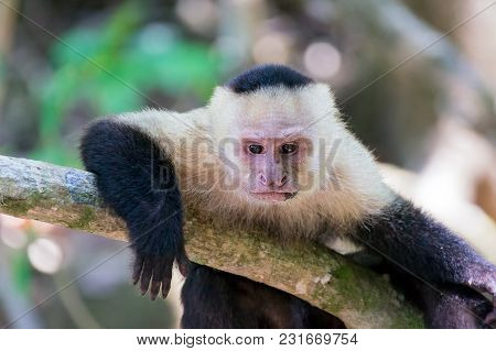 White-headed Capuchin Monkey Resting In National Park Manuel Antonio - Costa Rica