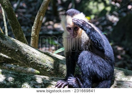 White-headed Capuchin Monkey Resting In National Park Manuel Antonio - Costa Rica