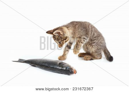 Cute Kitten Looks At A Labrax Fish On A White Background
