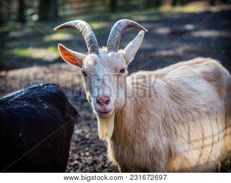 Lovely White Male Goat On A Sunny Spring Day