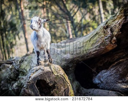 Cute Baby Goat Standing On A Tree Trunk On A Sunny Spring Day