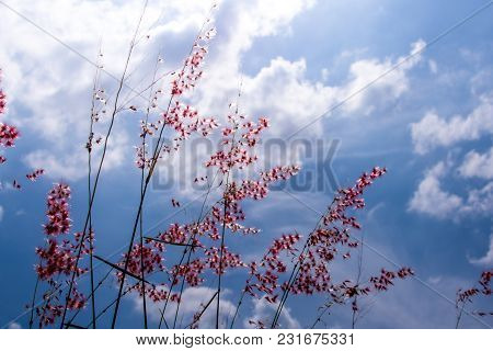 Natal Ruby Grass Flowers In The Bright Sunlight And Fluffy Clouds In Blue Sky