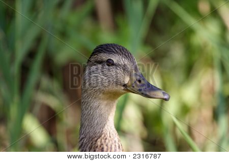 Closeup di anatra
