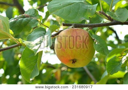 Detail Of Apple With Leaves On The Tree