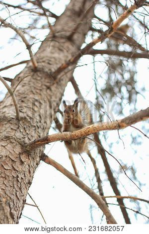 Funny Red Squirrel Sitting On A Branch And Eats A Nut