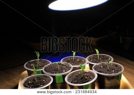 Evening Supplementary Lighting Of Young Sprouts Of Pepper Seedlings In Early Spring By Led Lamp At H