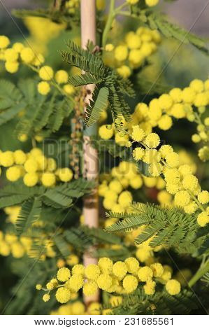 Yellow Mimosa In Spring Is The Symbol Of International Day Of Women