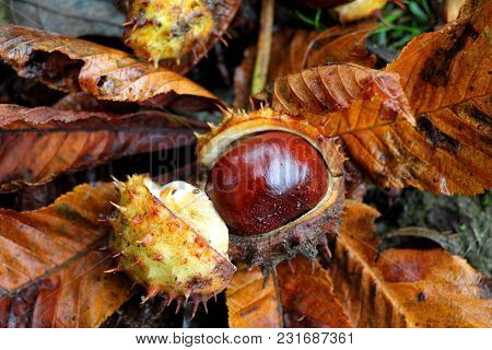 Horse Chestnut Conker With Water Drops  Still Life. Chestnut Conker Close Up. Brown Fallen Dry Leave