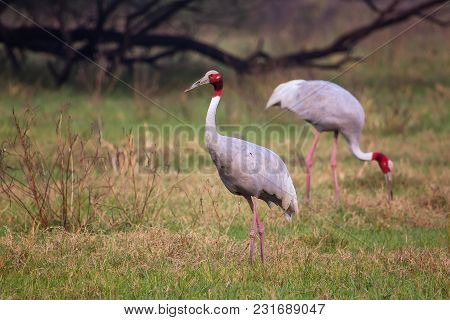 Sarus Cranes (grus Antigone) In Keoladeo Ghana National Park, Bharatpur, Rajasthan, India. Sarus Cra