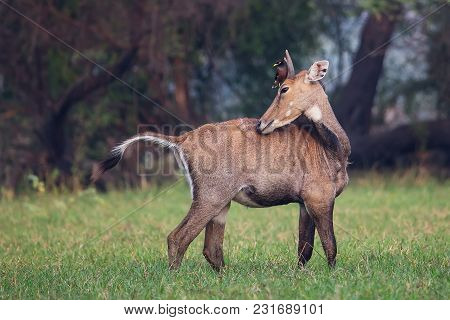 Male Nilgai With Brahminy Myna Sitting On Him In Keoladeo National Park, Bharatpur, India. Nilgai Is