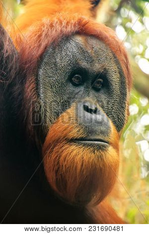 Portrait Of Male Sumatran Orangutan (pongo Abelii) In Gunung Leuser National Park, Sumatra, Indonesi