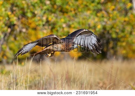 Red-tailed Hawk (buteo Jamaicensis) In Flight Above The Field
