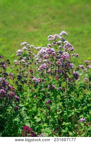 Purple Flowers Of Origanum Vulgare Or Common Oregano, Wild Marjoram. Sunny Day.