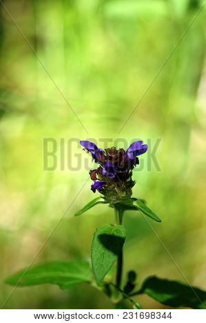 Macro Flower Prunella Vulgaris In Summer Meadow
