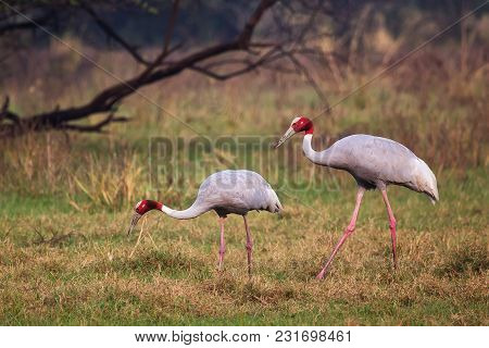 Sarus Cranes (grus Antigone) In Keoladeo Ghana National Park, Bharatpur, Rajasthan, India. Sarus Cra