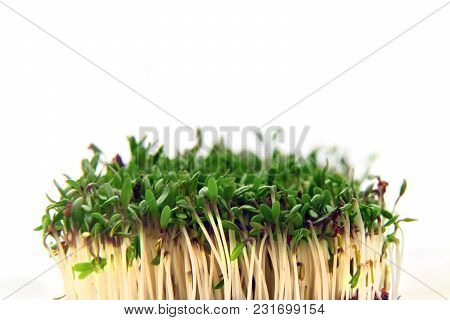 Close Up Of Fresh Cuckooflower Bunch.