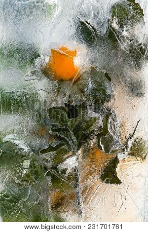 A Beautiful Flower Frozen Into The Ice The Perfect Background